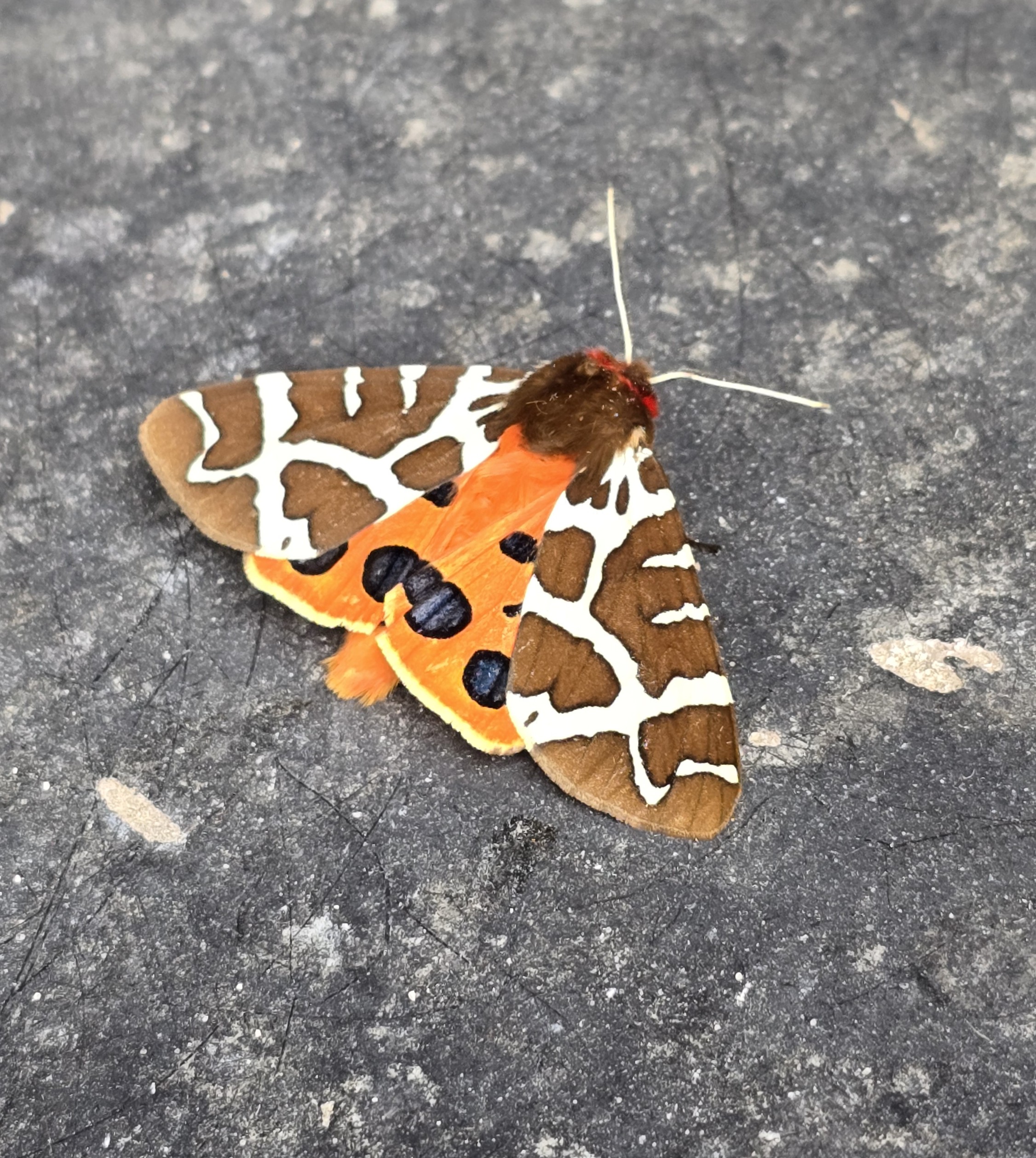 **Garden Tiger (Arctia caja)**